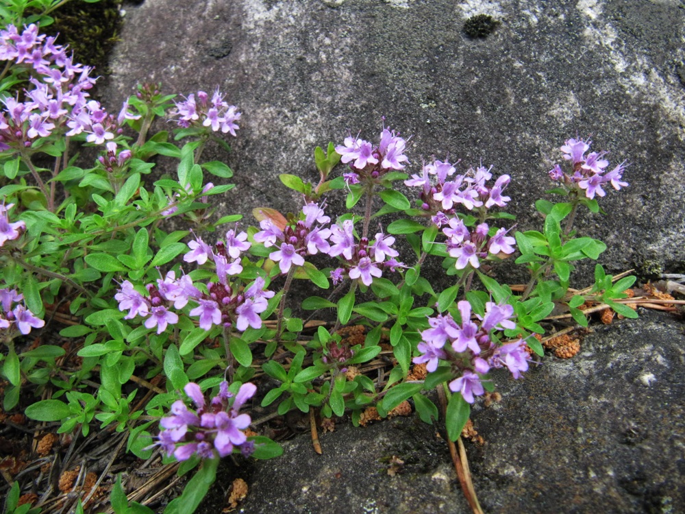 Изображение особи род Thymus.