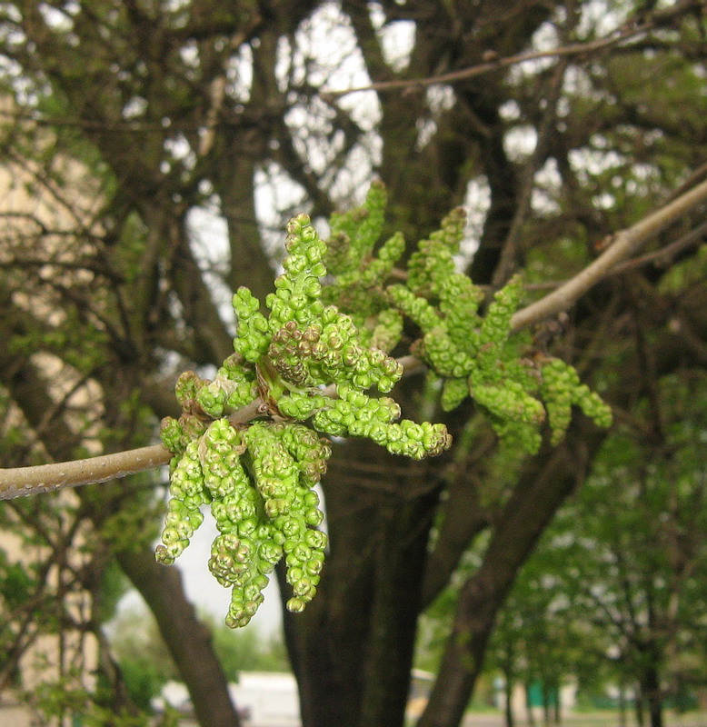 Изображение особи Morus alba.