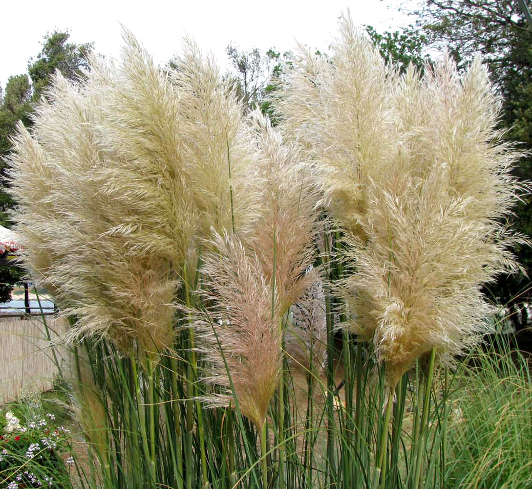 Изображение особи Cortaderia selloana.