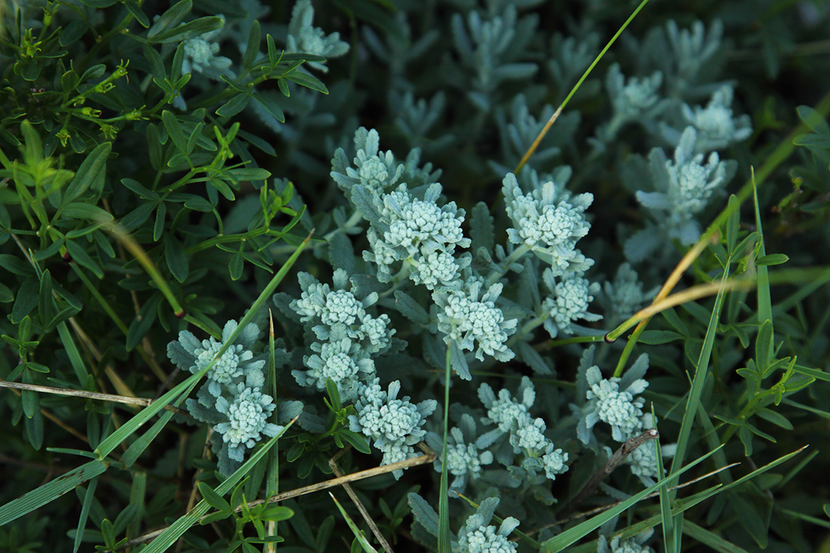 Изображение особи Teucrium capitatum.