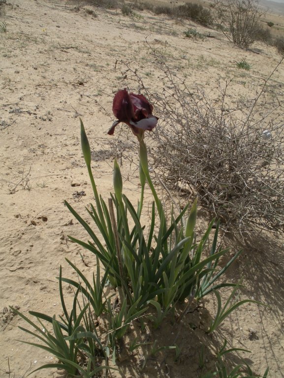Image of Iris petrana specimen.