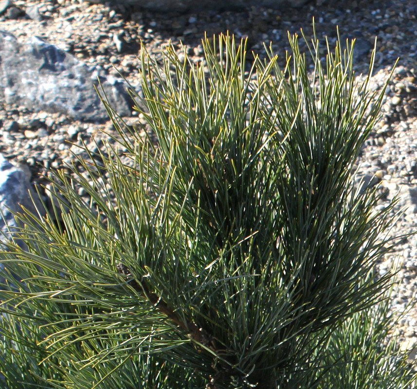 Image of Pinus cembra specimen.