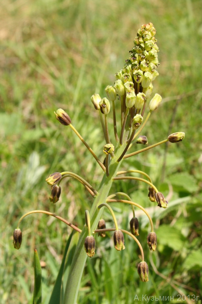 Image of Bellevalia sarmatica specimen.