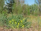 Astragalus tanaiticus. Цветущее растение в тополево-березовом редколесье на песчаной террасе Северского Донца. Украина, Луганская обл, Славяносербский р-н, недалеко от отделения \"Трехизбенская степь\" Луганского природного заповедника. 06.05.2013.
