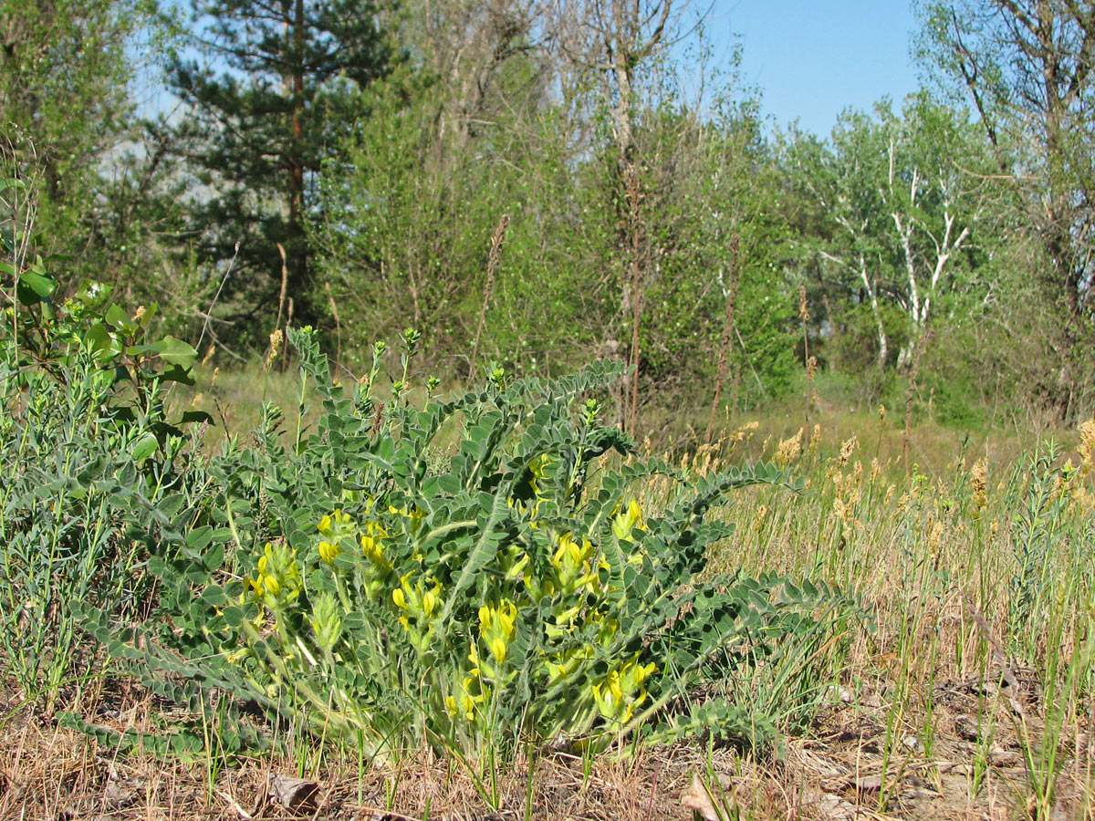 Изображение особи Astragalus tanaiticus.