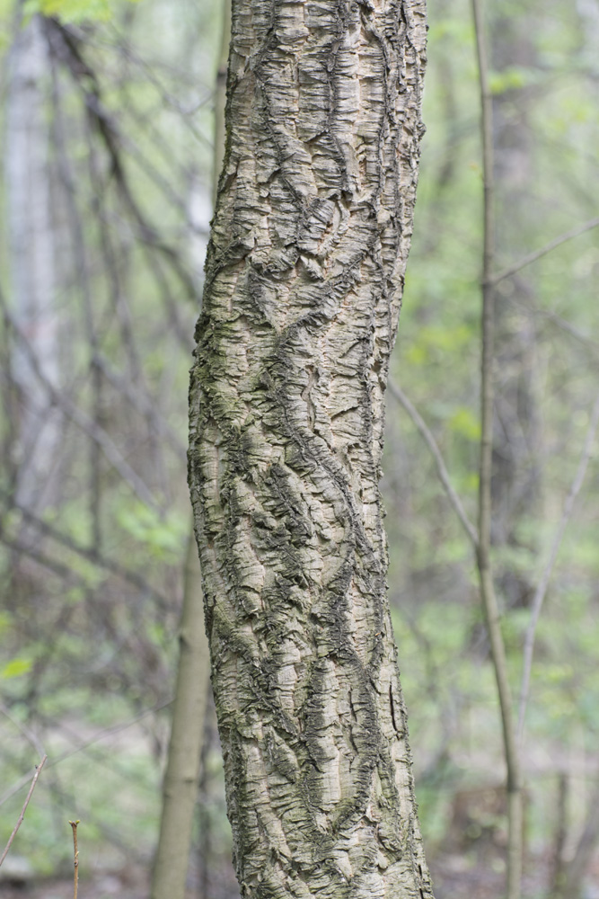 Image of Phellodendron amurense specimen.