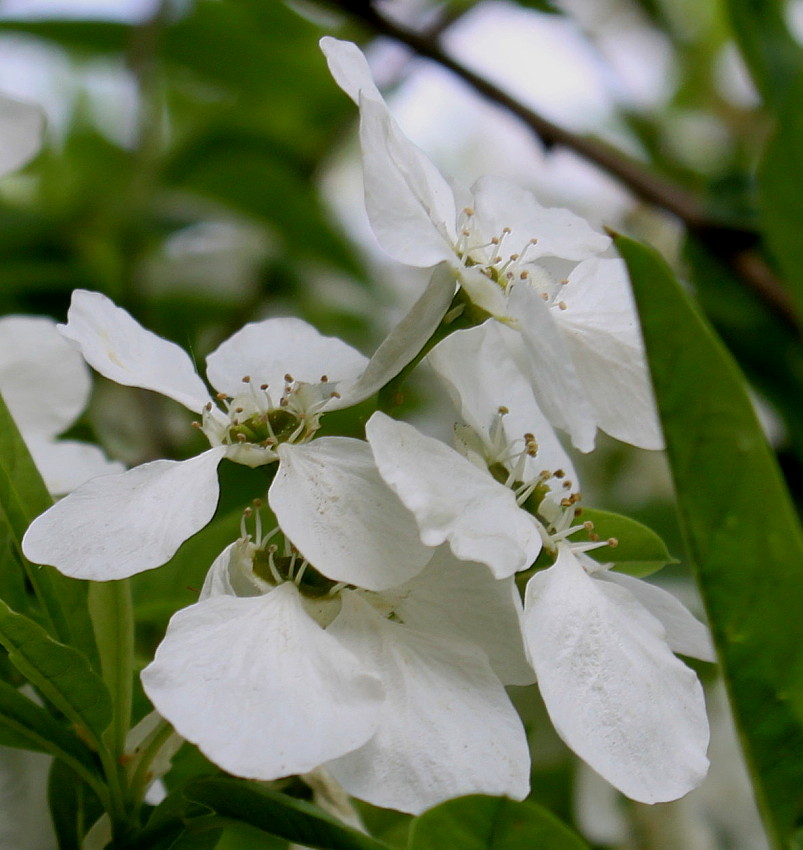 Image of Exochorda racemosa specimen.
