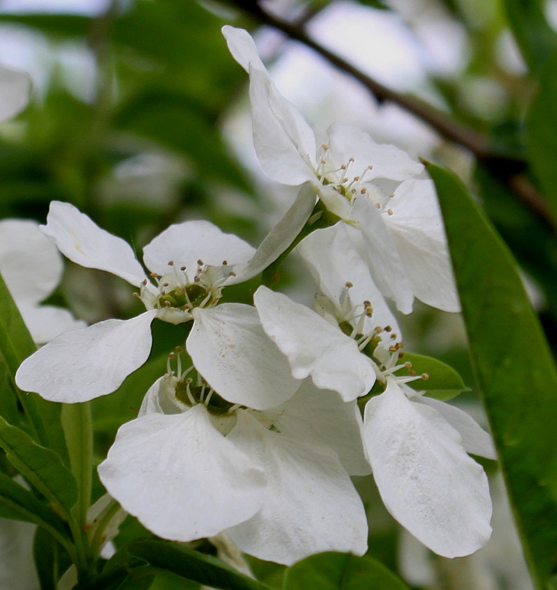 Изображение особи Exochorda racemosa.