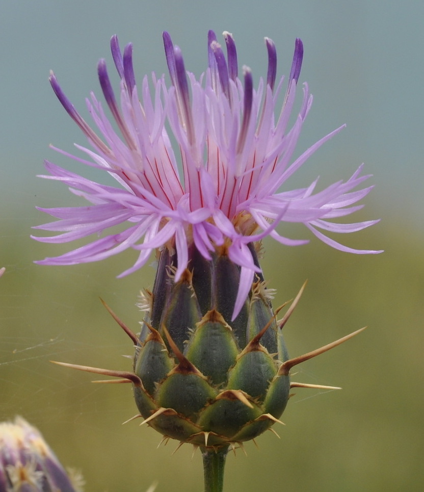 Image of Centaurea graeca specimen.