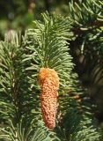 Picea abies. Побег с микростробилом. Крым, г. Ялта, возле здания Городского совета. 20.05.2013.