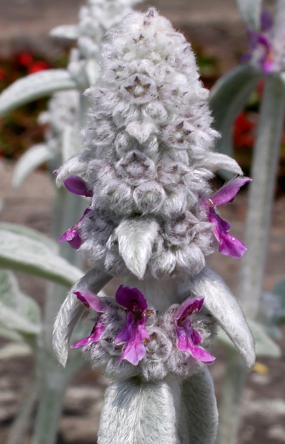 Изображение особи Stachys byzantina.