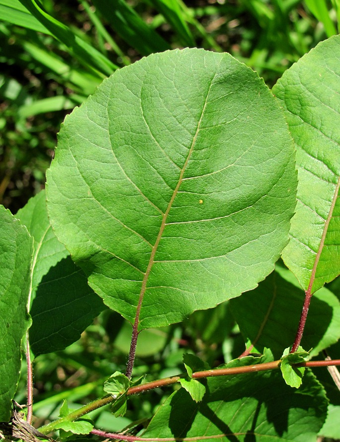 Image of Salix pyrolifolia specimen.