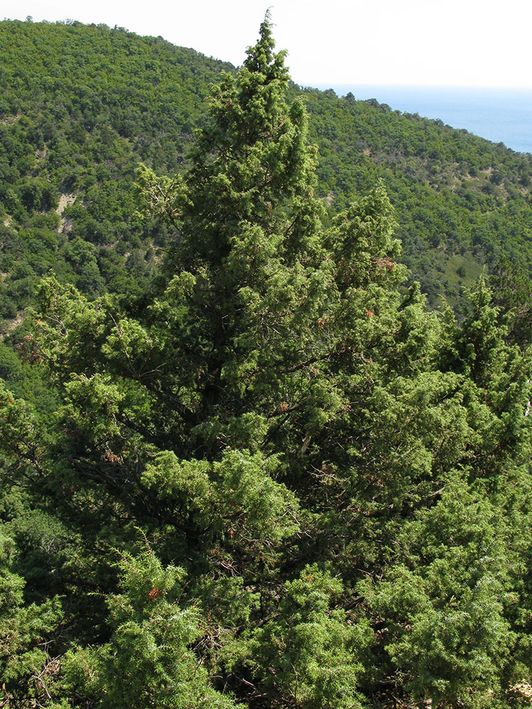 Изображение особи Juniperus deltoides.