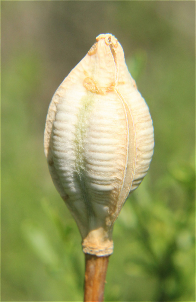 Изображение особи Tulipa suaveolens.