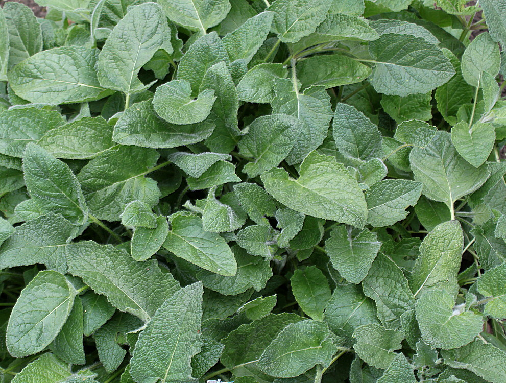 Image of Salvia verticillata specimen.