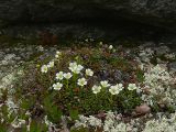 Diapensia lapponica