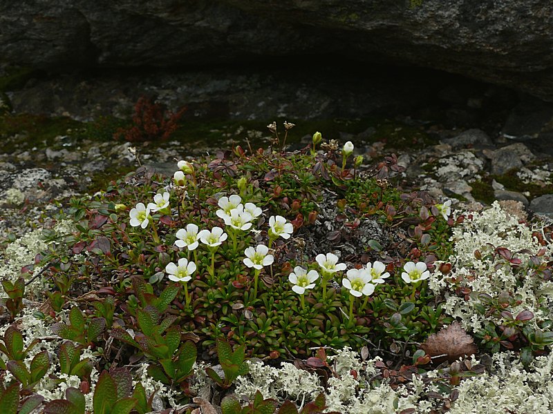 Изображение особи Diapensia lapponica.