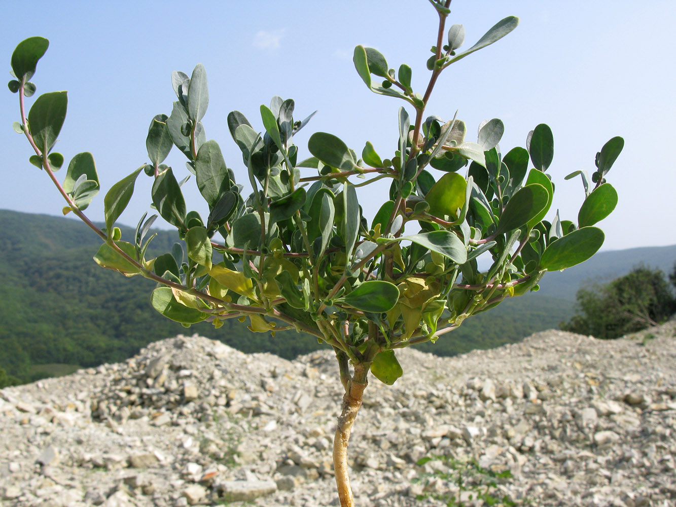 Изображение особи Coronilla scorpioides.