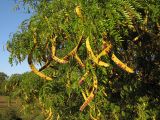 Gleditsia triacanthos. Часть кроны плодоносящего дерева. Краснодарский край, Абинский р-н, окр. ст. Шапсугская. 01.09.2013.