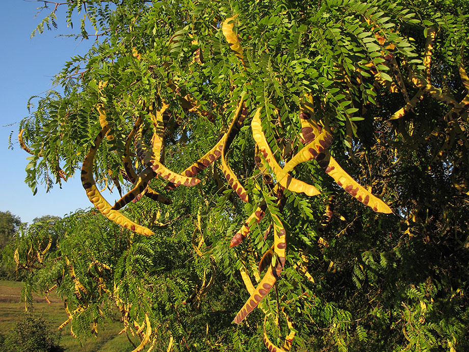 Изображение особи Gleditsia triacanthos.