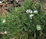 Minuartia circassica