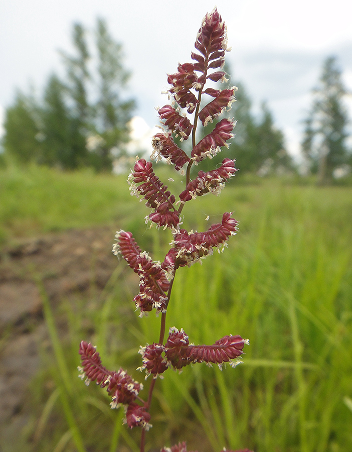 Image of Beckmannia syzigachne specimen.