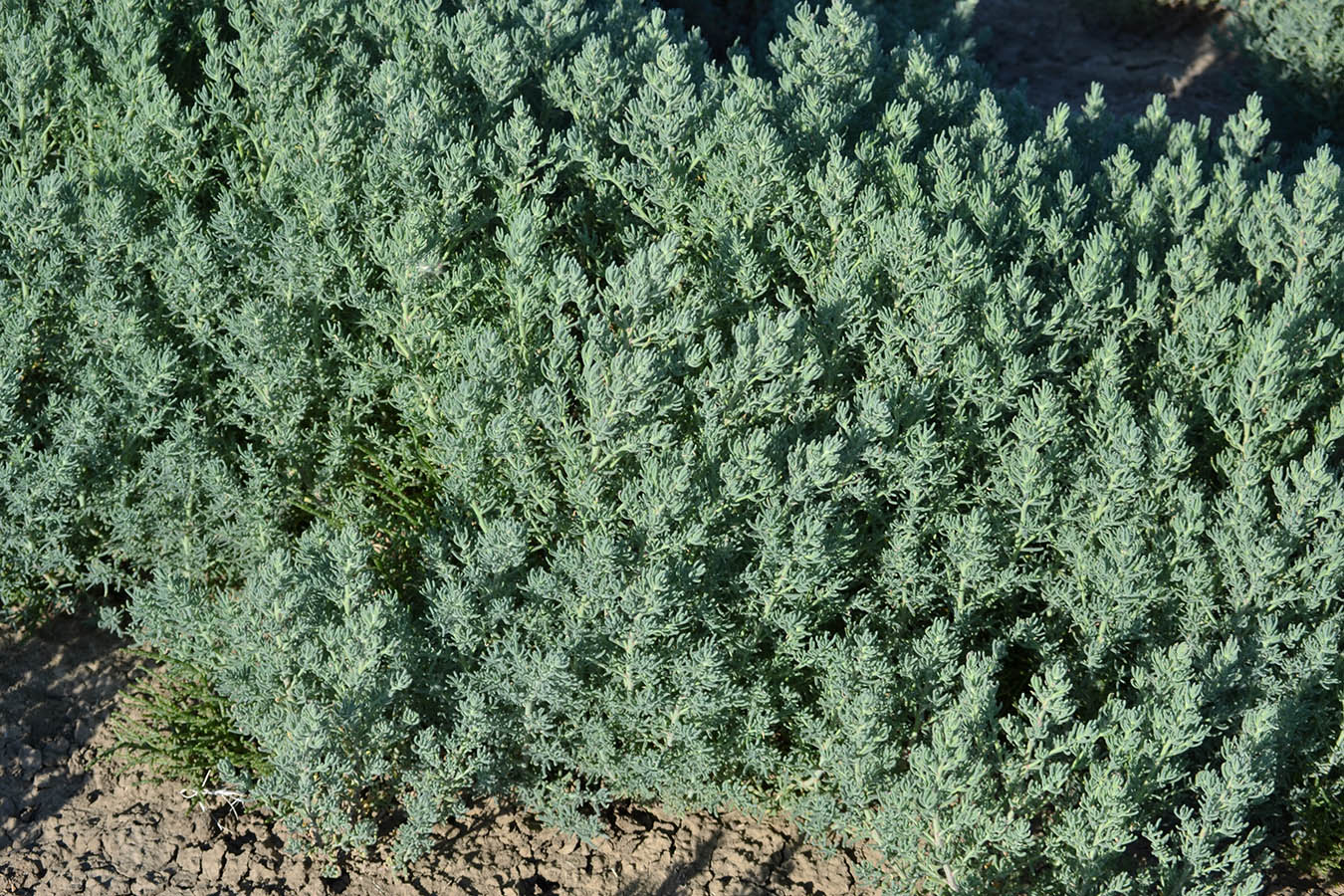 Image of Spirobassia hirsuta specimen.