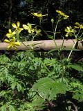 Ranunculus cortusifolius