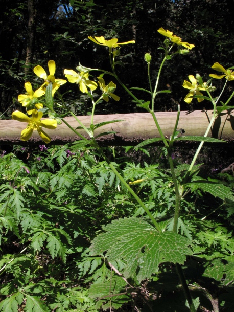 Image of Ranunculus cortusifolius specimen.