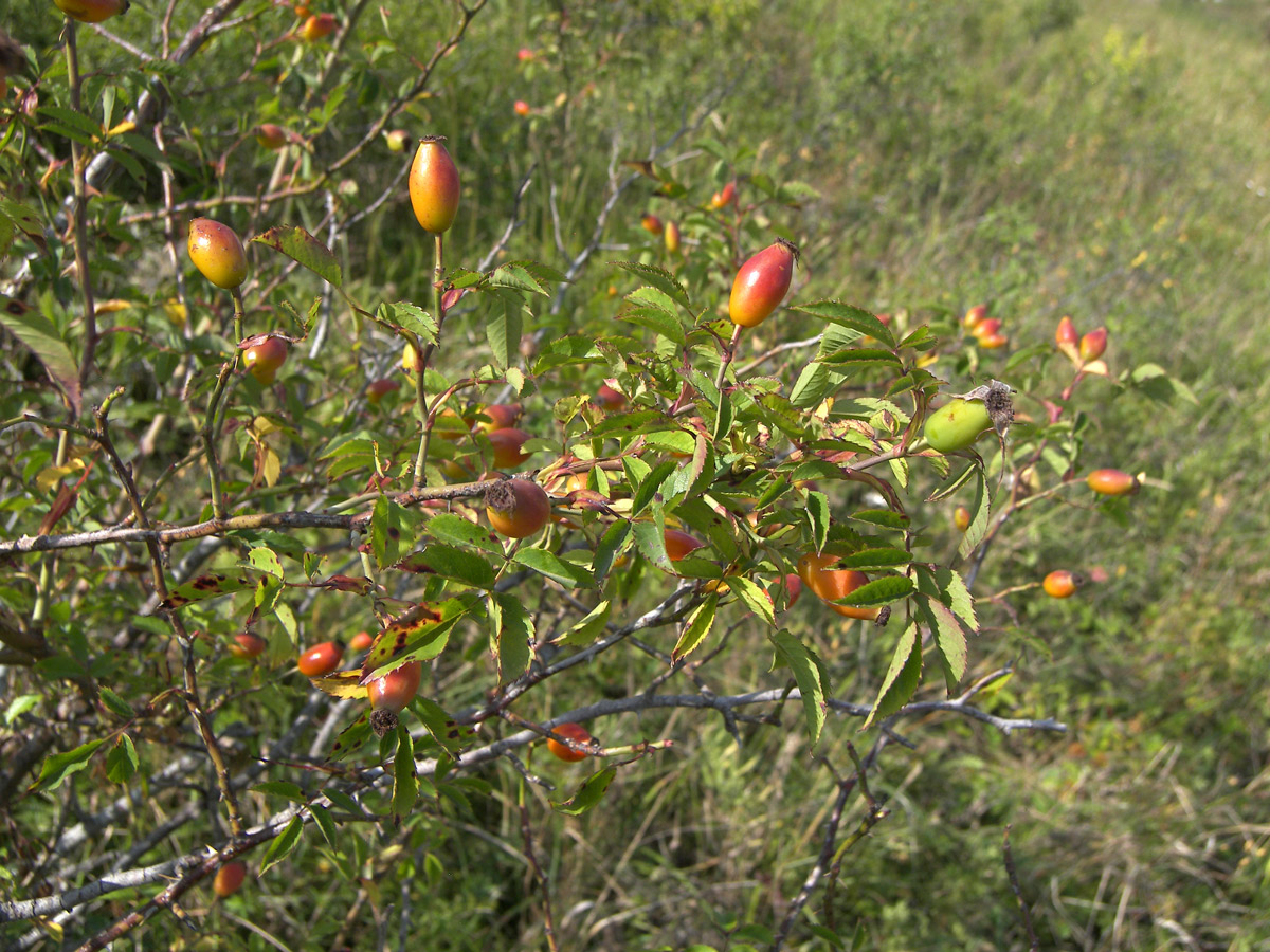 Изображение особи Rosa canina.