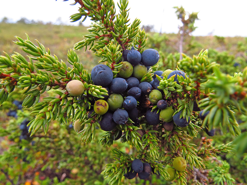 Image of Juniperus sibirica specimen.