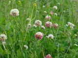 Trifolium hybridum