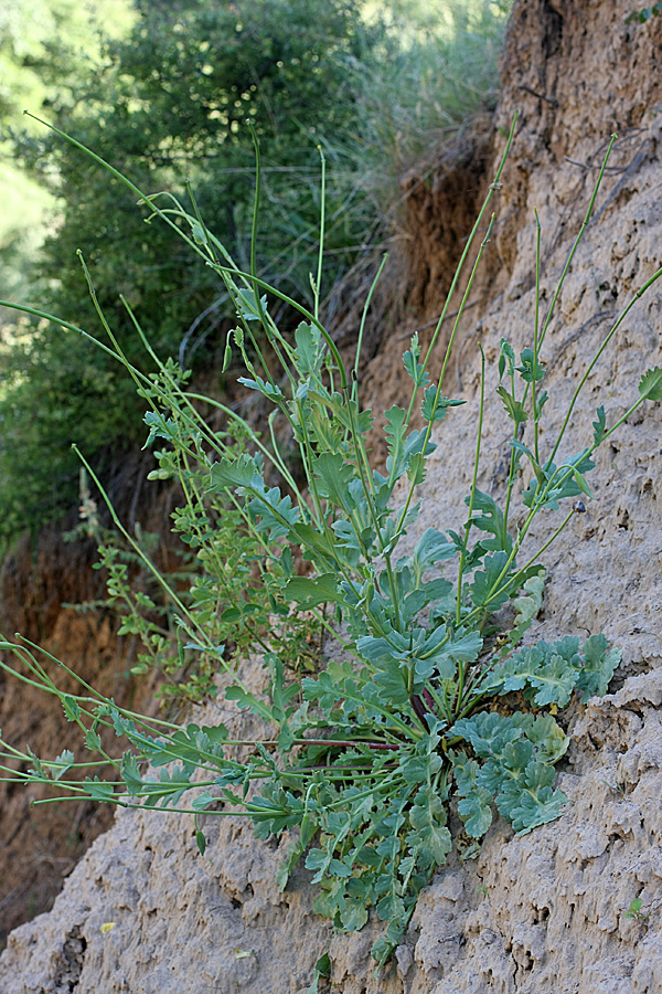Image of Glaucium fimbrilligerum specimen.