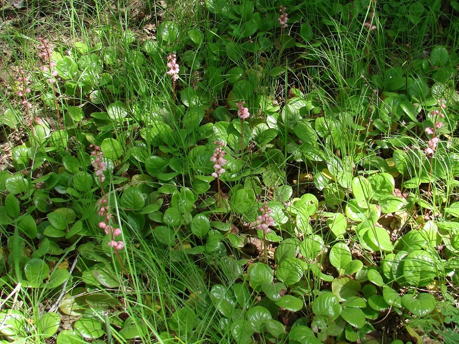 Image of Pyrola incarnata specimen.