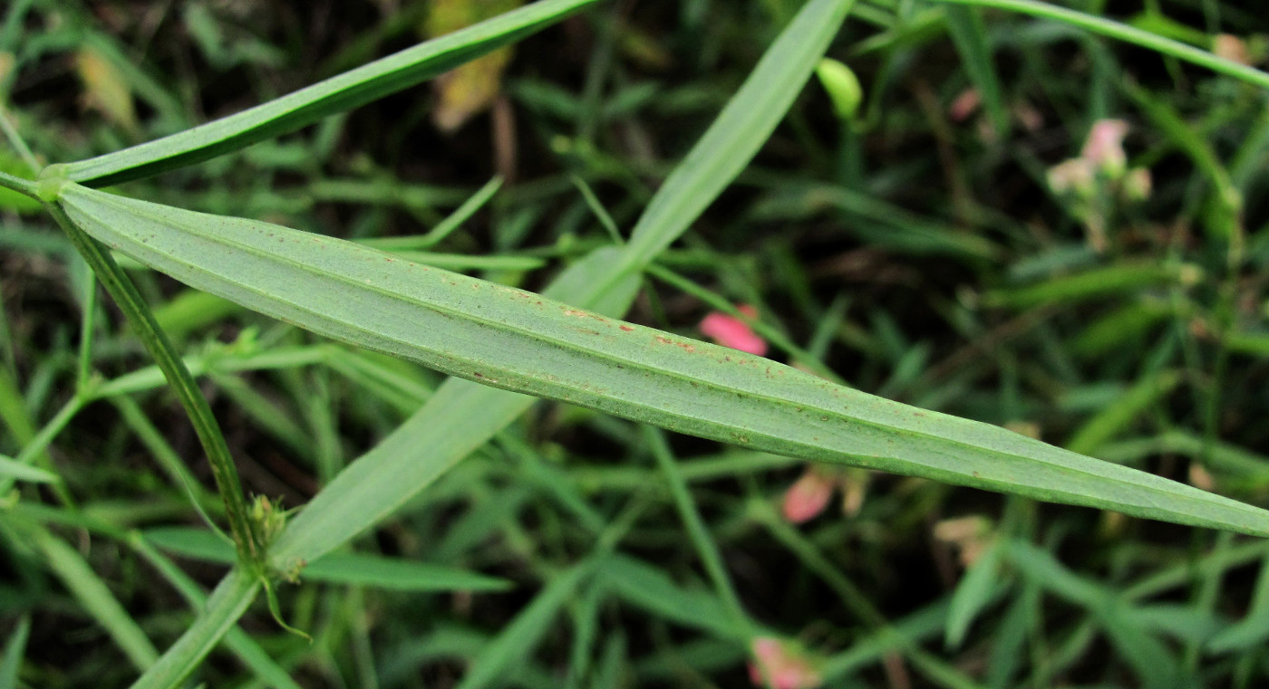 Изображение особи Lathyrus sylvestris.