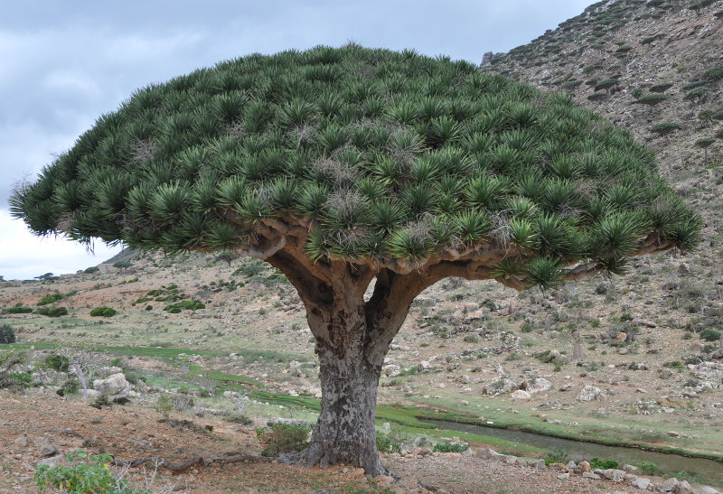 Изображение особи Dracaena cinnabari.