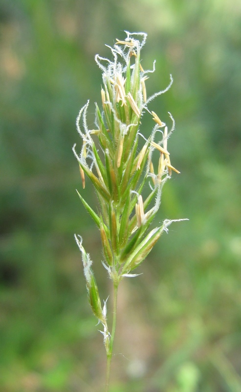 Изображение особи Anthoxanthum odoratum.