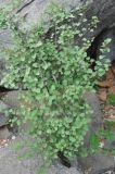 Tragia balfourii. Вегетирующее растение. Сокотра, плато Хомхи. 29.12.2013.