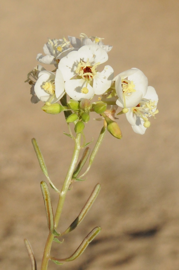Image of Chylismia claviformis specimen.