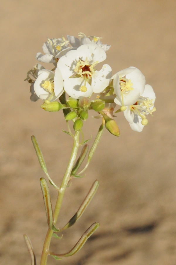 Изображение особи Chylismia claviformis.