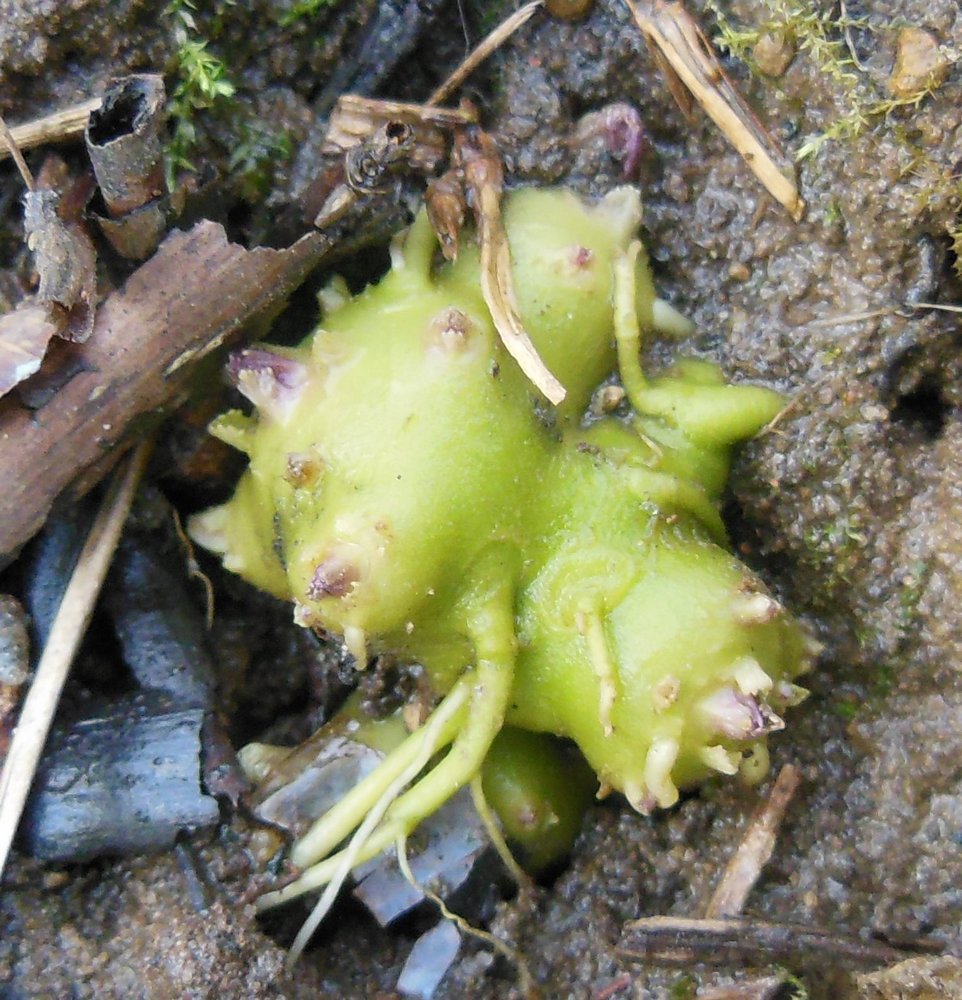 Image of Scrophularia nodosa specimen.