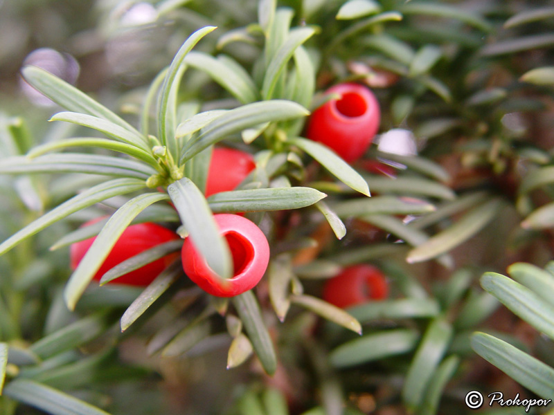 Image of Taxus baccata specimen.