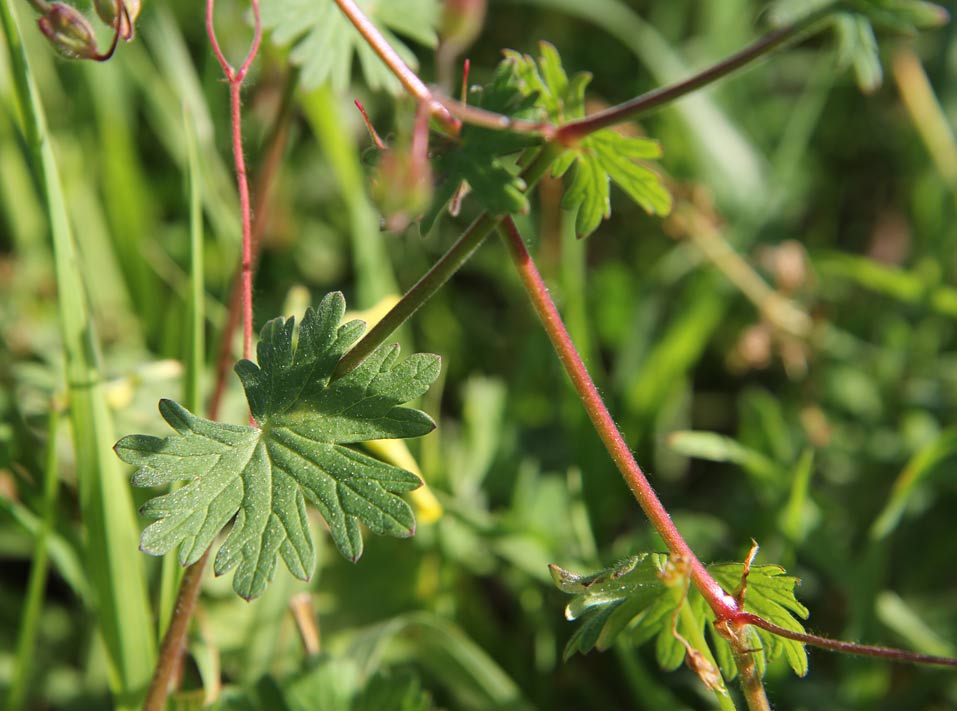 Изображение особи Geranium pyrenaicum.