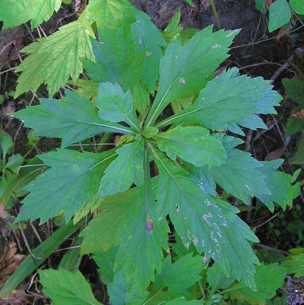 Image of Artemisia stolonifera specimen.