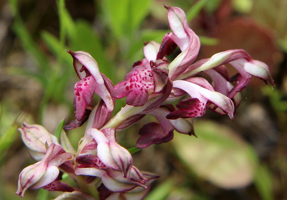 Image of Anacamptis coriophora ssp. fragrans specimen.