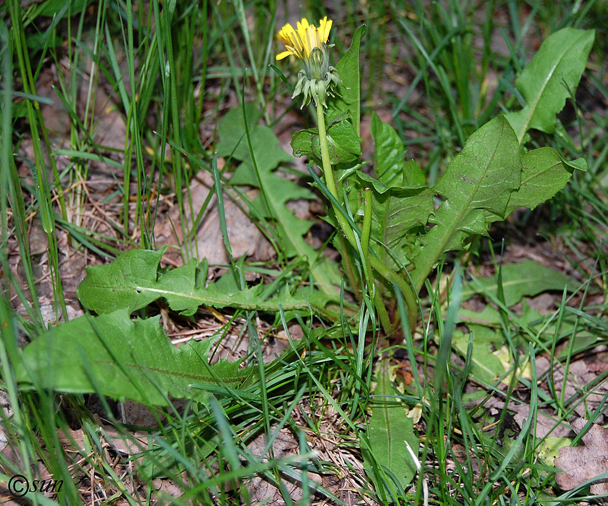 Изображение особи Taraxacum officinale.