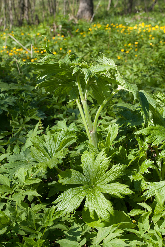 Image of Aconitum septentrionale specimen.