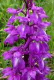 Orchis mascula