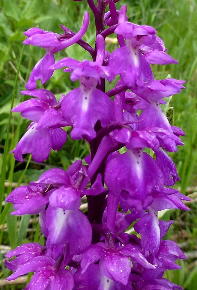 Изображение особи Orchis mascula.