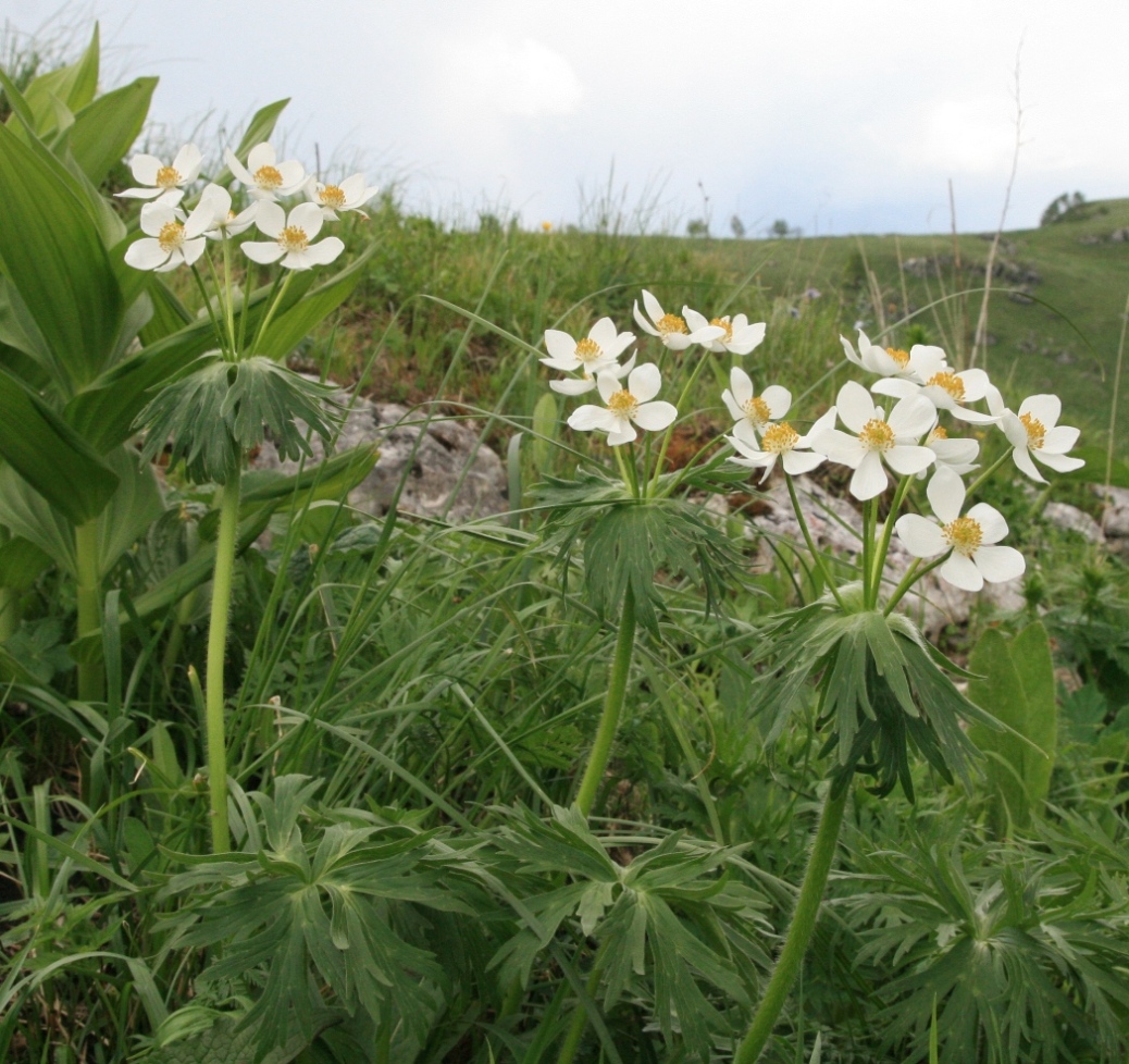 Изображение особи Anemonastrum fasciculatum.